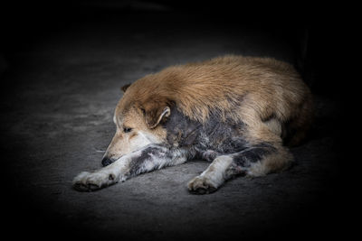 Close-up of a dog sleeping