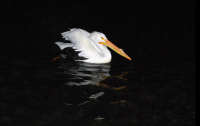 High angle view of bird in lake