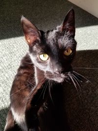 Close-up portrait of cat relaxing at home