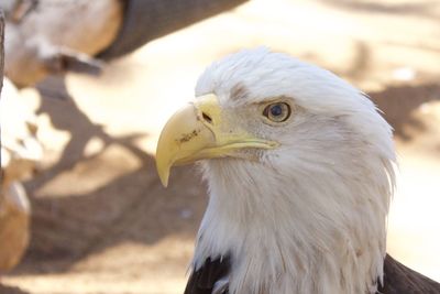 Close-up of eagle