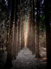 Footpath amidst trees in forest