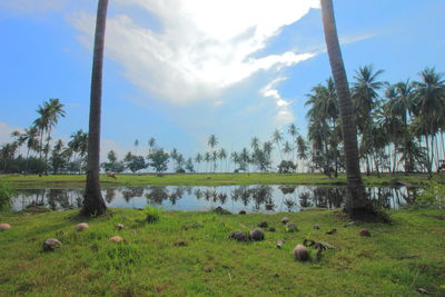 Panoramic shot of trees on field against sky