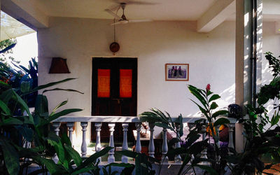 Plants growing in house