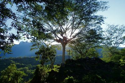 Low angle view of flowering trees in forest against sky