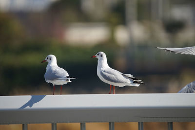 Close-up of seagull perching on railing