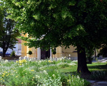 Trees and plants in garden