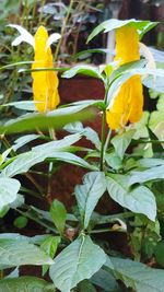 Close-up of yellow flowering plant