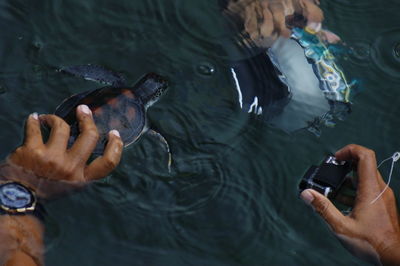 Cropped hands of men photographing tortoise in lake