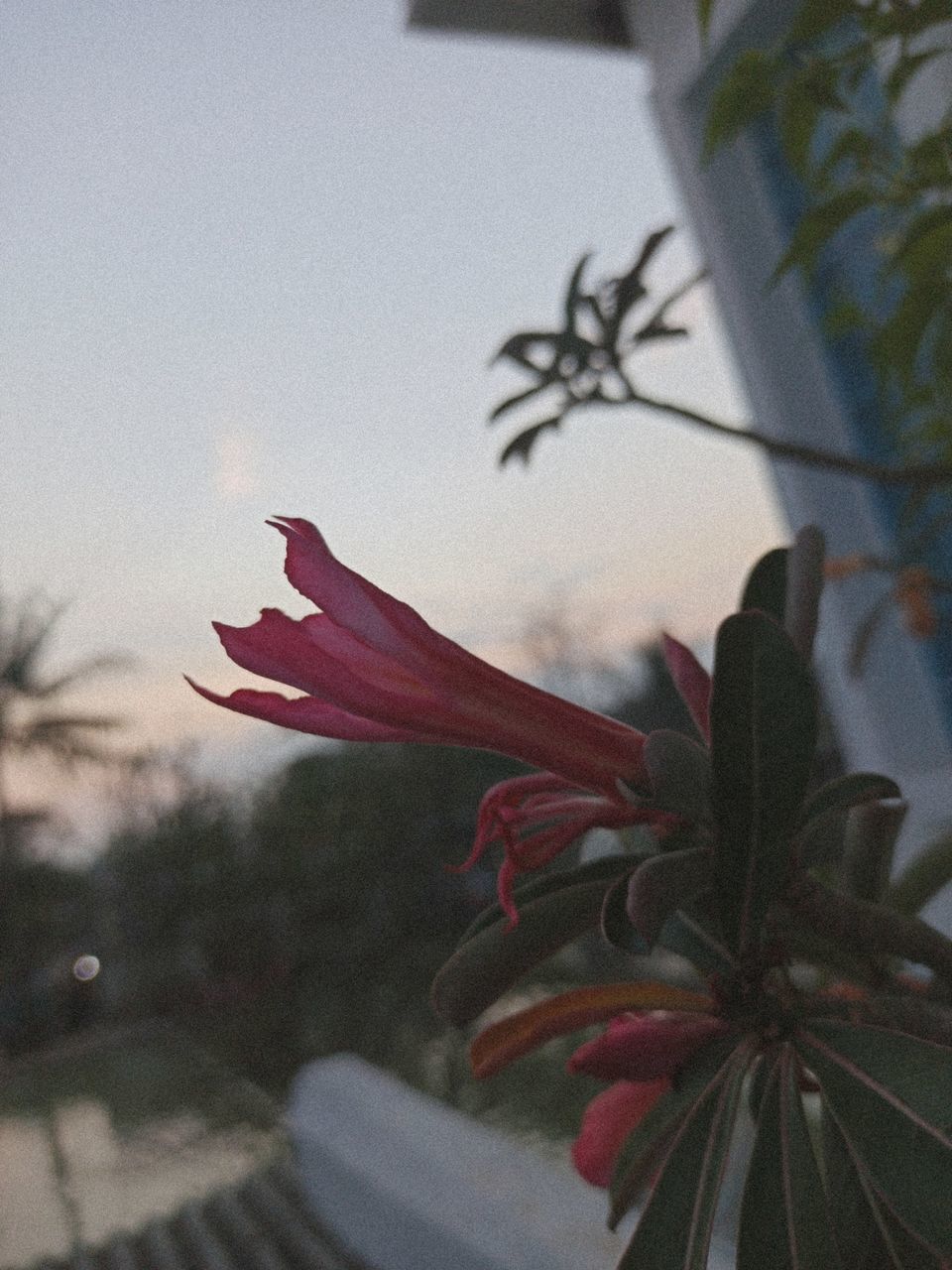 CLOSE-UP OF RED FLOWERING PLANT