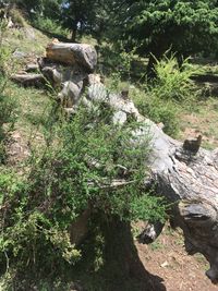 View of trees growing on rock