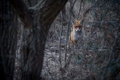 Portrait of a squirrel on tree trunk