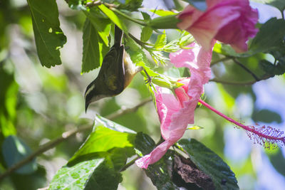 Close-up of plant against blurred background