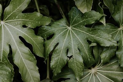 High angle view of dew drops on plant leaves