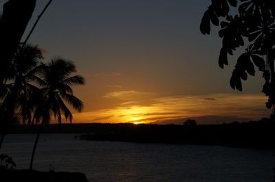 Silhouette of trees at sunset