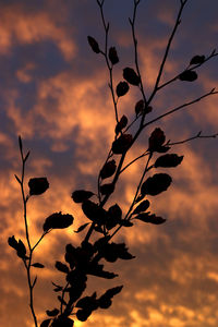 Close-up of flowers against sunset sky