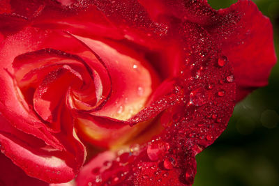 Close-up of wet red rose