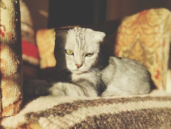 Close-up portrait of a cat resting