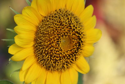 Close-up of sunflower