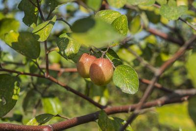 Close-up of fruits growing on tree