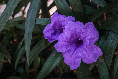 Close-up of purple flowering plant