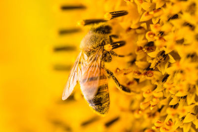 Close-up of bee pollinating on sunflower