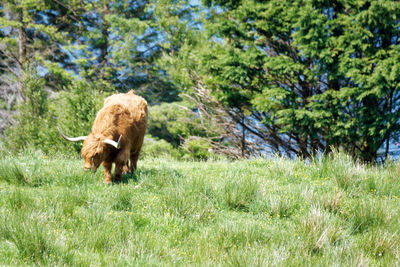 Beautiful highland cow. 