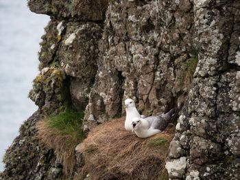 Birds perching on rock by sea