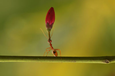 Close-up of ant with flower bud on plant stem