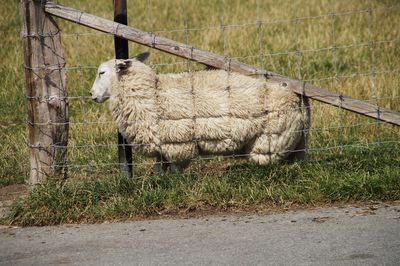 Sheep in a field