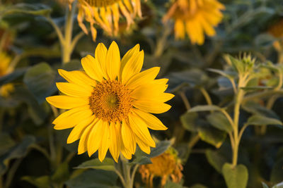 Close-up of sunflower blooming on field