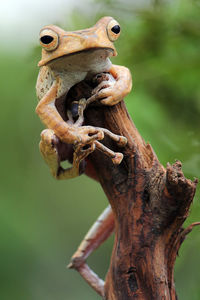 Close-up of animal skull on tree trunk