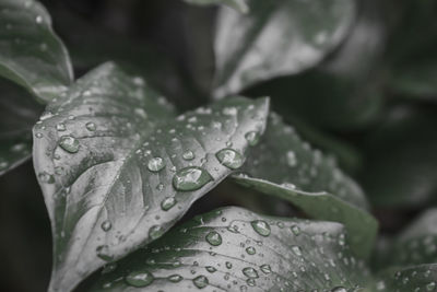 Close-up of raindrops on green leaves