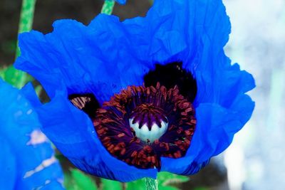 Close-up of purple blue flower