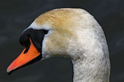 Close-up of swan