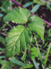 Close-up of plant leaves