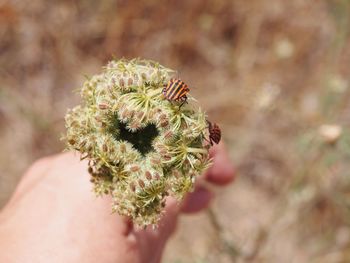 Close-up of hand holding plant