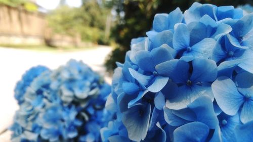 Close-up of blue hydrangea flowers