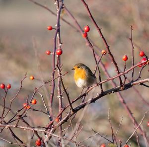 Bird perching on a tree