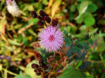 Close-up of purple flower blooming outdoors