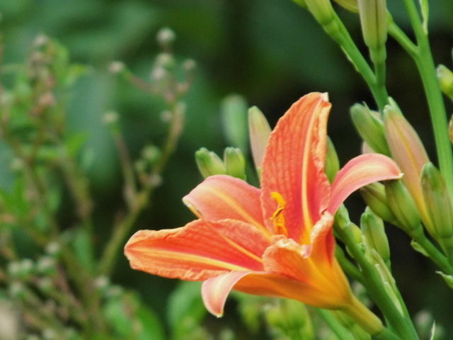 CLOSE-UP OF DAY LILY FLOWERS BLOOMING OUTDOORS