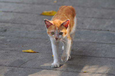 Portrait of cat sitting on footpath