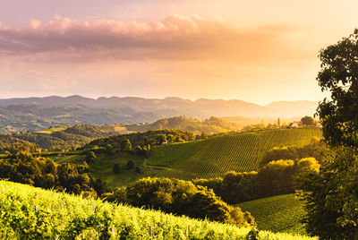 Scenic view of field against sky during sunset