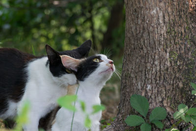 Close-up of cat on tree trunk