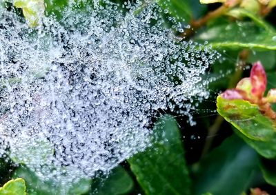 Close-up of raindrops on plant