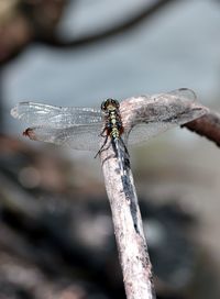 Close-up of dragonfly