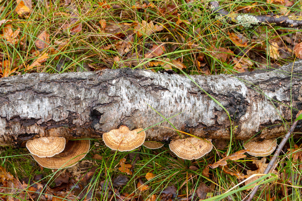 MUSHROOM GROWING ON FIELD