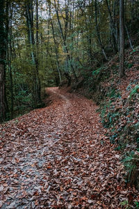 Trees in forest