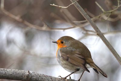 Close-up of robin perching on branch during winter