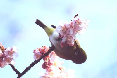 Low angle view of pink flowers blooming on tree