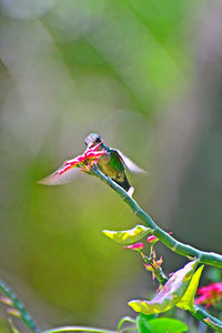 Close-up of bird perching on plant